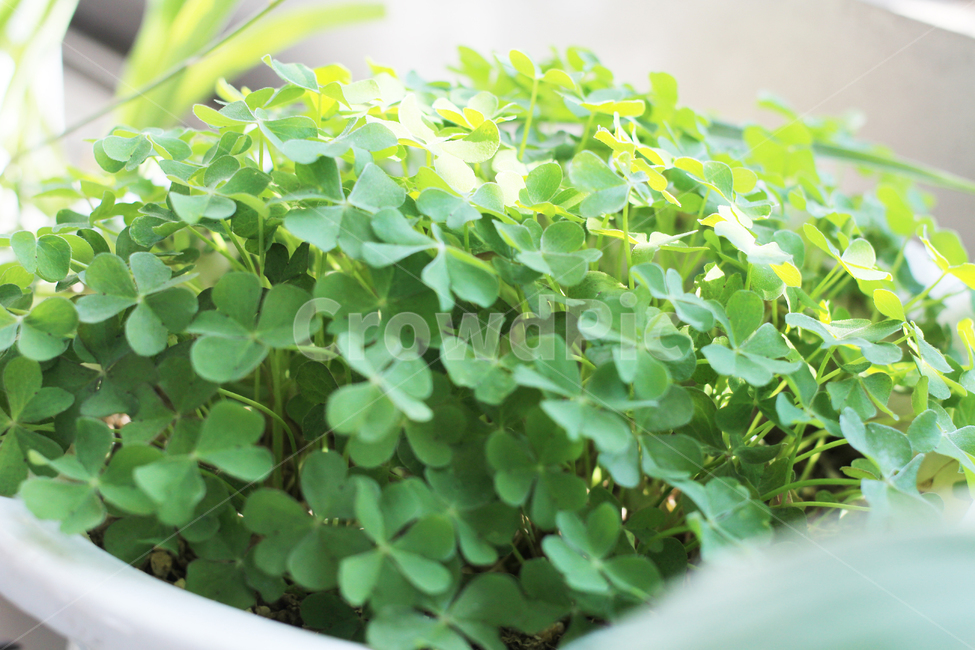 화분,풀,세잎크로바,세잎클로버,클로버,식물,자연,plants,nature