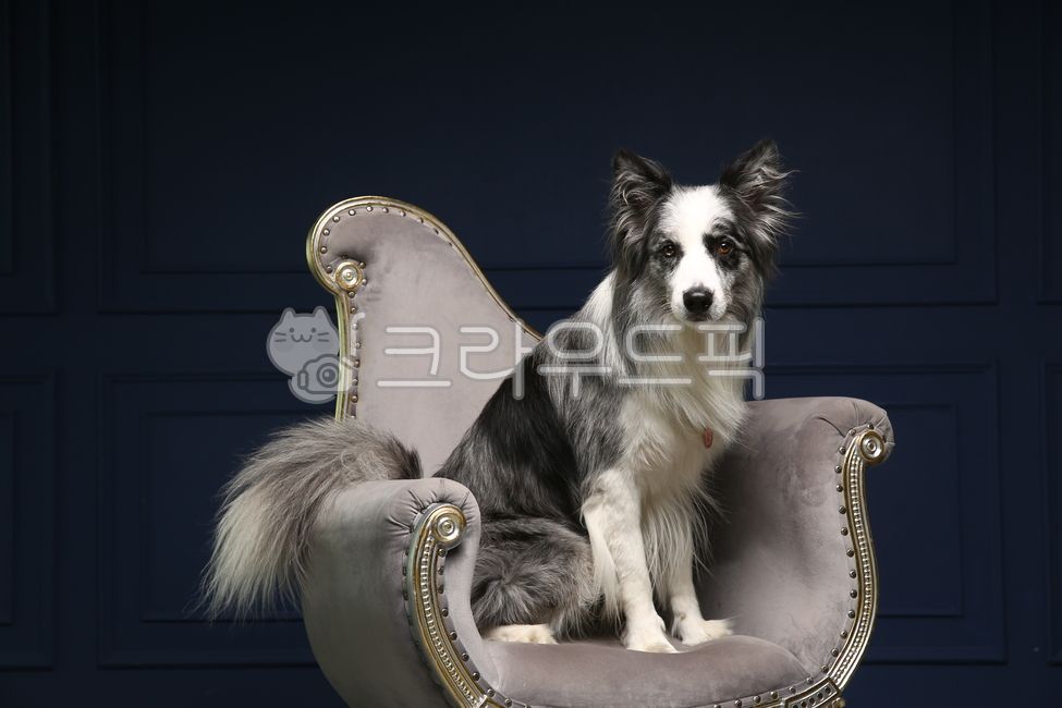 bordercollie,보더콜리,개,dog,pet,포유류,animal,동물,애완동물,companionanimal,반려,반려동물,반려견,동물,animal,포유류,mammal,개,강아지,dog,doggy