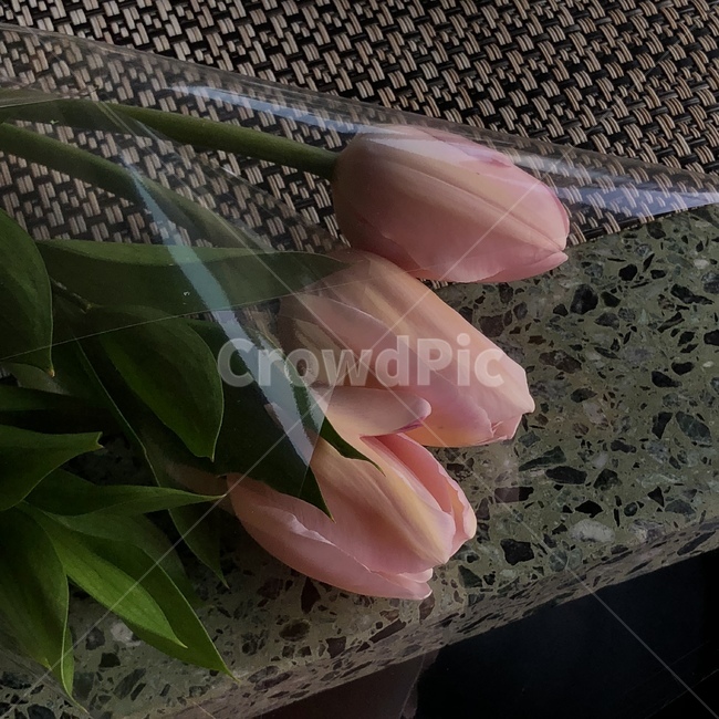 튤립,분홍튤립,핑크튤립,튤립근접샷,tulip,꽃,flower,기념일,축하,anniversary,congratulation,celebrate,celebration