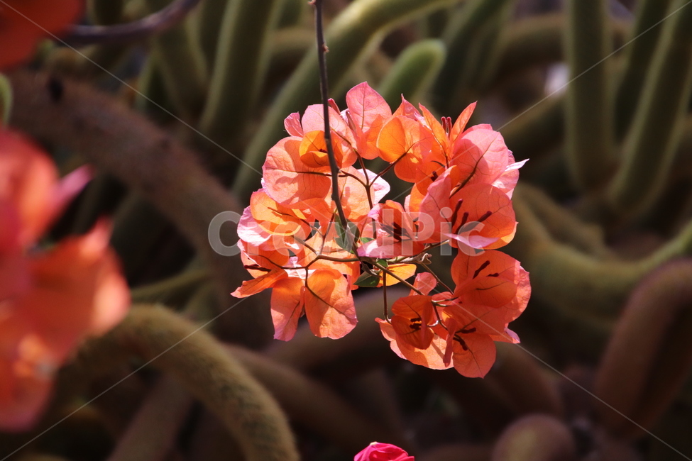 자연,풍경,수목원,꽃,꽃나무,식물,자연,plants,nature,꽃,flower
