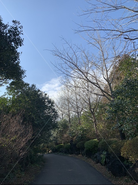 산길,겨울,산,나무,도로