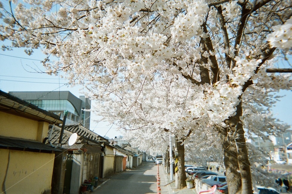 벚꽃,대전,꽃놀이,봄,나무,blossom