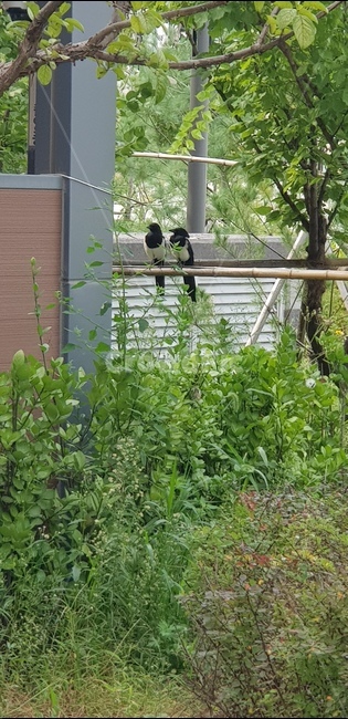 까치,까치한쌍,한쌍,자연,풍경,새