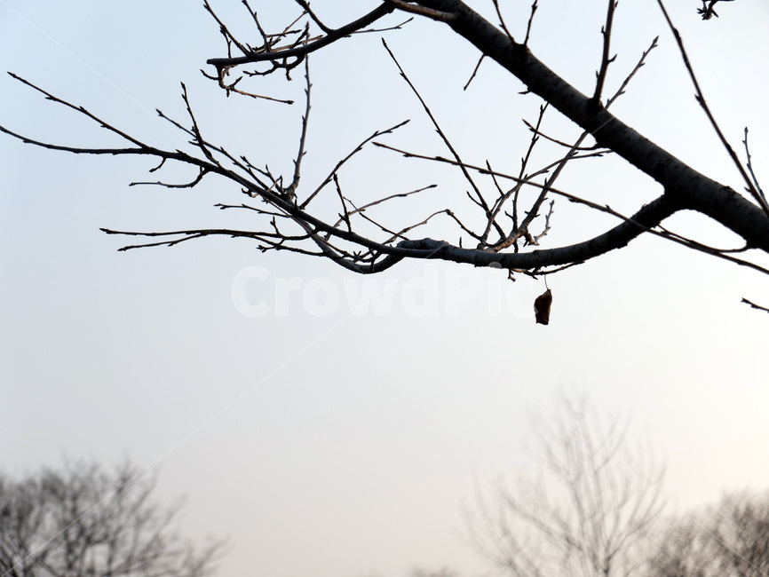 나무,겨울,잎새,마지막잎새,가지,나무가지,앙상한가지,겨울하늘,식물,자연,plants,nature
