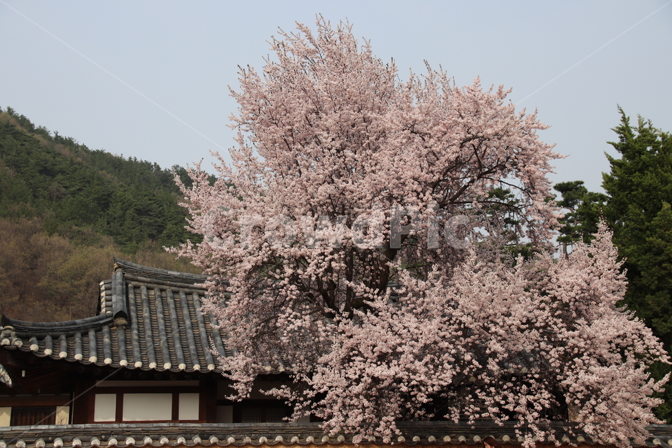 벚꽃나무,벚꽃,풍경,자연,꽃,봄,계절,spring,season,한국전통,한국문화,korean traditional,korean culture,식물,자연,plants,nature,나무,trees,wood,plant,flower,blossom