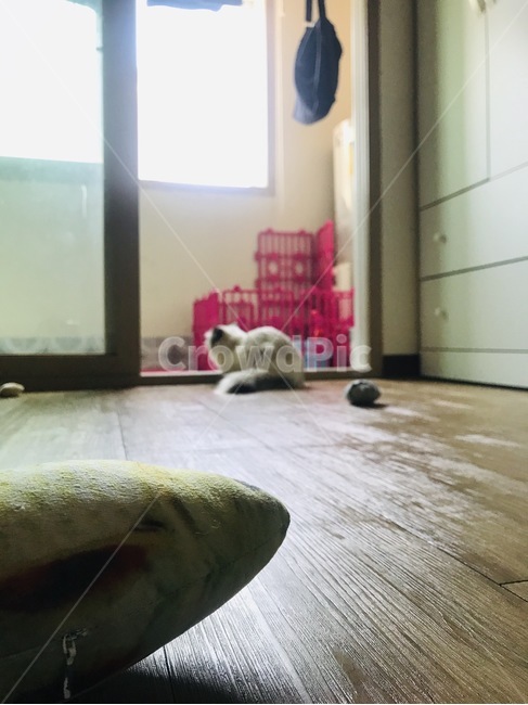 고양이,채광,바닥,햇빛,집
