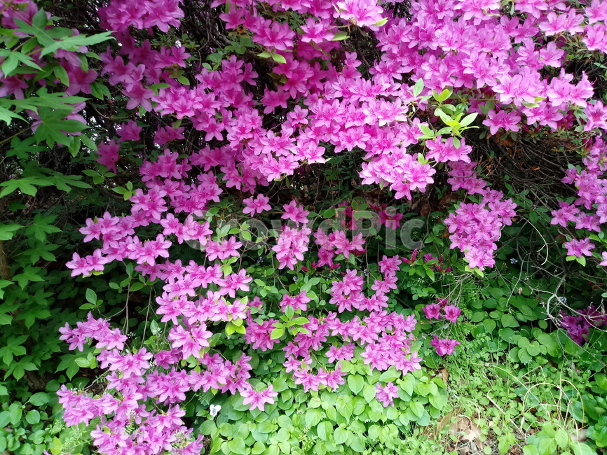 철쭉,smilerosebay,진달래과,식물,봄꽃,개꽃나무,springseasonflower,척촉화,낙엽관목,관상용