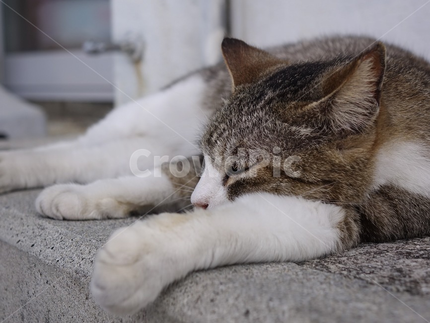 고양이,길고양이,늘어진고양이,졸린고양이,냥이,동물,animal,포유류,mammal,고양이,cat,kitten,kitty