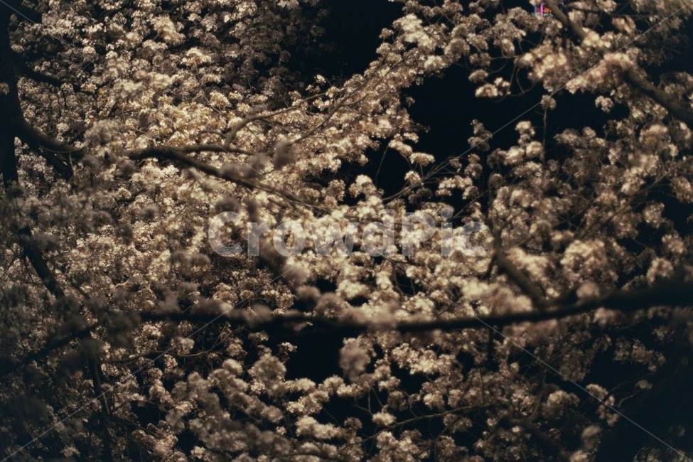 벚꽃,꽃,야경,흰색,필름,감성,cherryblossoms,flower,nightview,white,blossom,film,봄,계절,spring,season,야경,밤,풍경,nightscape,night,landscape