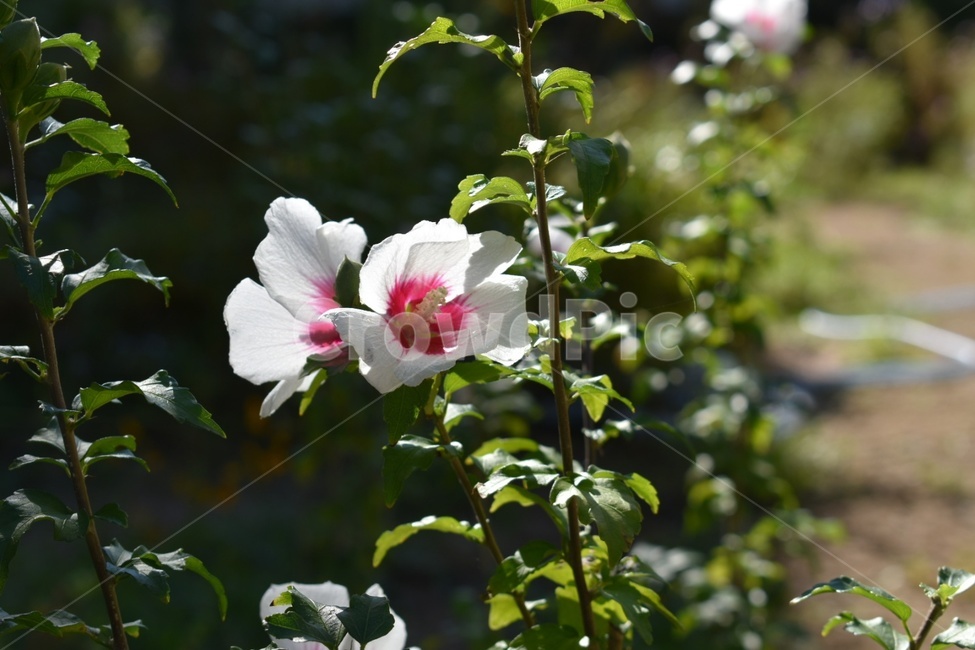 무궁화,꽃,대한민국,국화,식물,식물,자연,plants,nature,꽃,flower