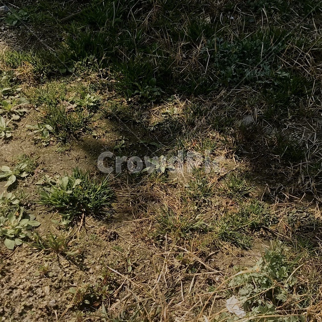 ground,바닥,grass,잔디,plant,식물,green,흙,땅