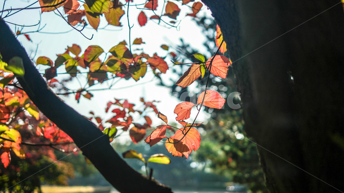 단풍,낙엽,가을,고엽,낙옆,가을,계절,fall,autumn,season,plant,식물,leaf,잎,tree,나무