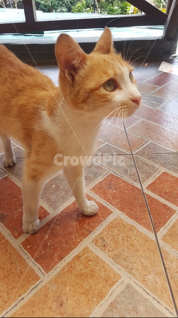 길고양이,고양이,cat,kitten,애완동물,pet,동물,animal