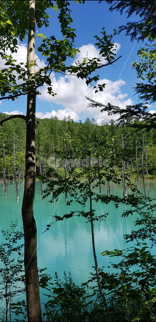 일본,청의호수,풍경,하늘색,청색,자연,풍경,nature,landscape,land,땅,outdoors,옥외,tree,나무,plant,식물,water,물
