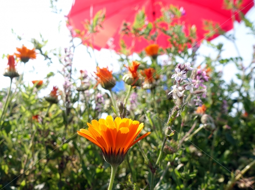 꽃,제주도,우도,여행,국내여행,파라솔,식물,자연,plants,nature,꽃,flower