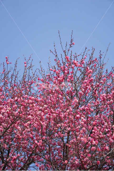 홈매화,봄날,봉은사,감성사진,스냅,봄,계절,springseason,식물,자연,plants,nature,꽃,flower,봄,계절,spring,season,식물,자연,plants,nature,꽃,flower,plant,blossom