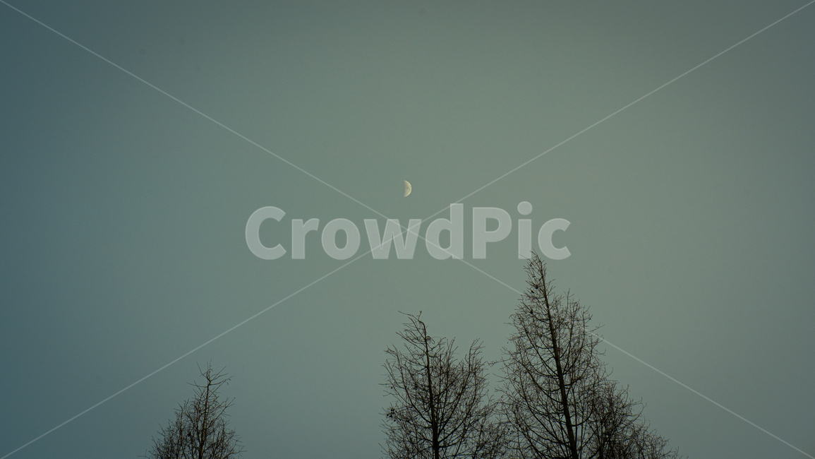 나무,달,초승달,겨울나무,자연,해질녘,하늘,tree,moon,winter,nature