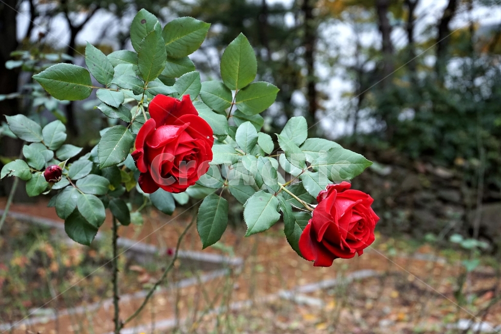 장미,정열,북은색,가시,늦가을,향기,아름다움,식물,rose,thorn,red,autumn,smell,beautiful,beauty,plant,flower,꽃,붉은색,축제,정원,계절,배경화면,자연,감성,색상,색감,빨강,season,plants,nature,5월,여왕,꽃송이,이파리,식물,자연,plants,nature,꽃,flower