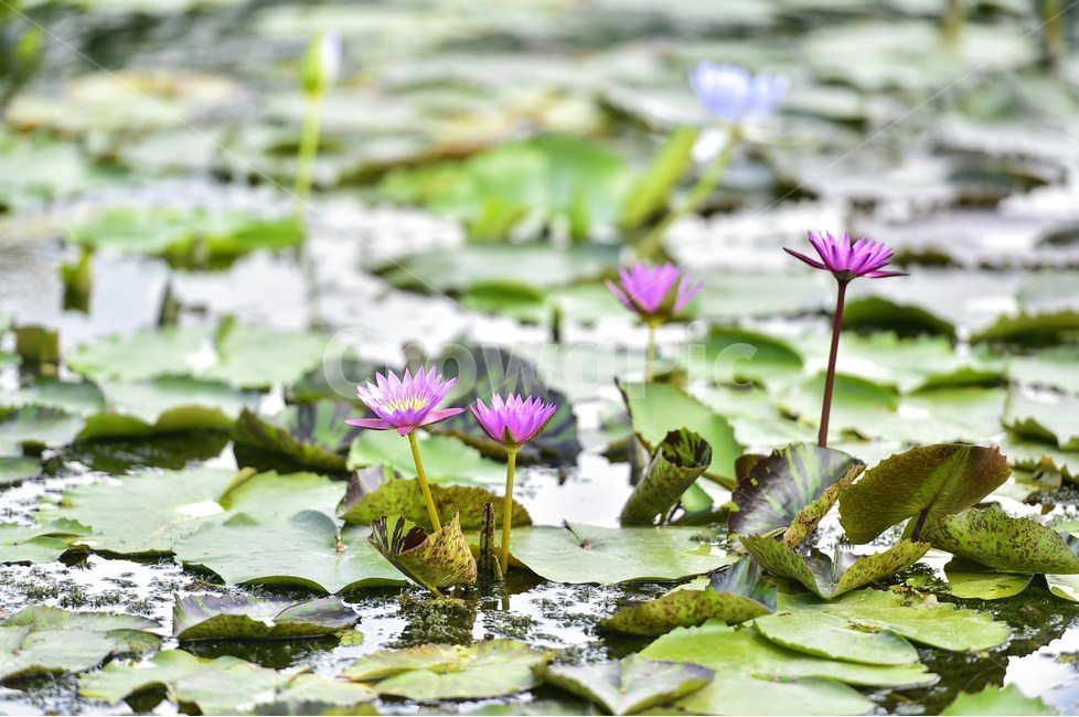충남,부여군,궁남지,연꽃,군락지,식물,자연,plants,nature,꽃,flower