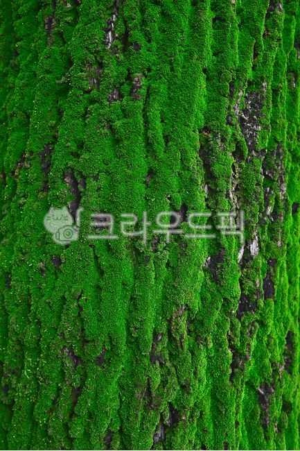 green,nature,old,Moss,tree,lichen,fell,moss,environment,tree bark,old tree,plant