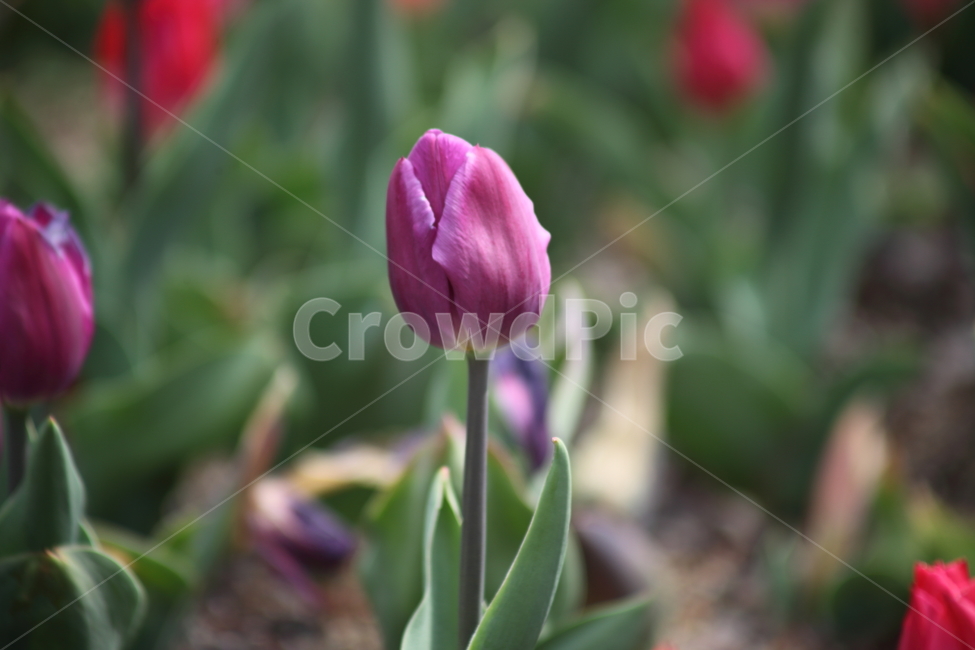 튤립,구근초,백합과,꽃,tulip,식물,자연,plants,nature,꽃,flower