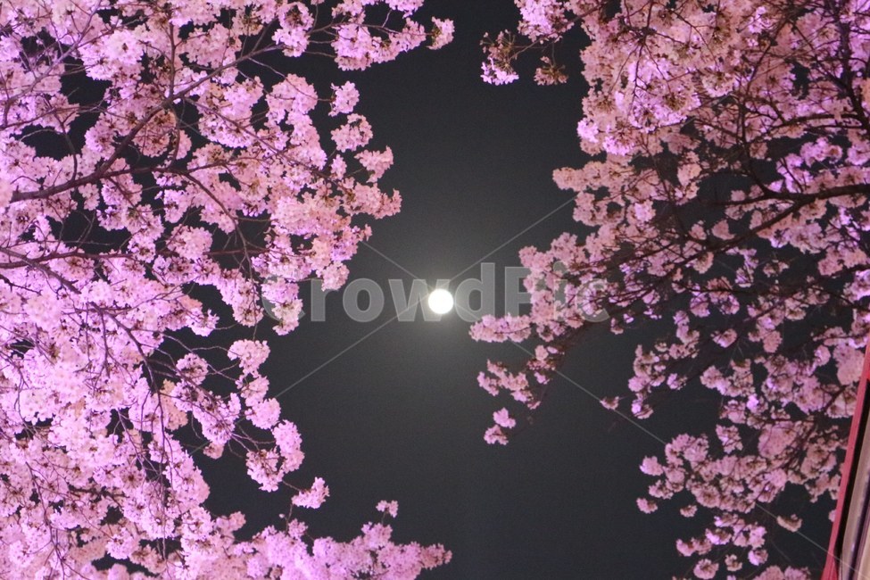 벚꽃,밤하늘,봄,가을,달빛,봄,계절,spring,season,식물,자연,plants,nature,꽃,flower,plant,cherry blossom,blossom