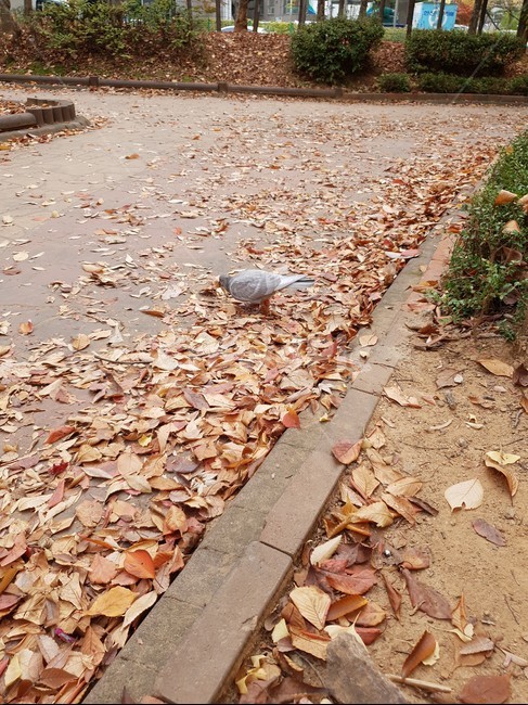 바닥,식물,leaf,ground,가을,가을,계절,fall,autumn,season,plant,잎