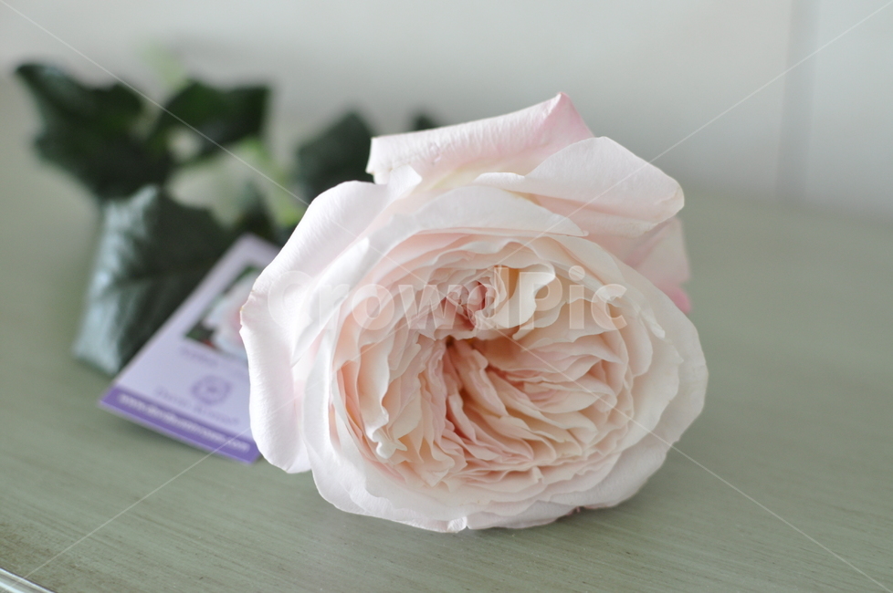 수입장미,케이라장미,rose,장미,blossom,꽃,flower,plant,식물,장미한송이,꽃배경,장미배경,연핑크장미,여리여리장미,감성,꽃장식,꽃꽂이
