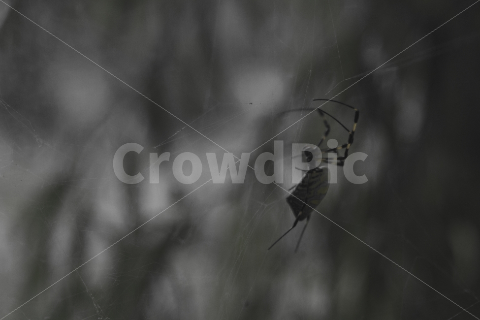 거미,자연,어두움,SPIDER,무서움,가을,검은색,회색,동물,animal,곤충,벌레,insect,bug,감성,sensible,feeling,흑백,모노톤,monochrome,black and white