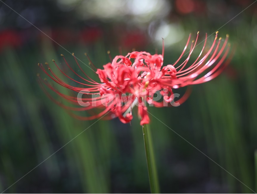 plant,식물,상사화,꽃무릇,불갑사,꽃,식물,자연,plants,nature,꽃,flower