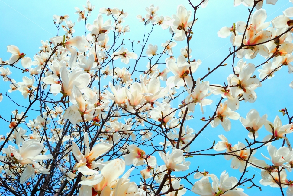 목련,꽃,하늘,파랑,맑은날,자연,여름,가을,계절,초록,공원,산책,나뭇잎,조경,오후,식물,사진자료,배경,배경사진,풍경,겨울,봄,환경,봄꽃,실외,낮,봉오리,꽃봉오리,나무,나뭇가지,향기,나들이,여행,힐링,디자이너,콘텐츠,잡지광고,광고,영상,자료,사보,카다로그,브로셔,뉴스레터,출판,편집,홈페이지,웹,모바일,출력,전단지,교과서,단행본,학습지,봄,계절,spring,season,식물,자연,plants,nature,꽃,flower,plant,blossom,cherry blossom,벚꽃
