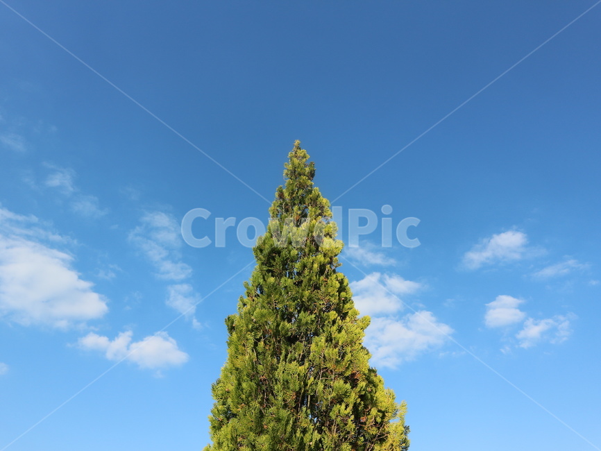 plant,식물,tree,나무,하늘,풍경,식물,자연,plants,nature,나무,trees,wood