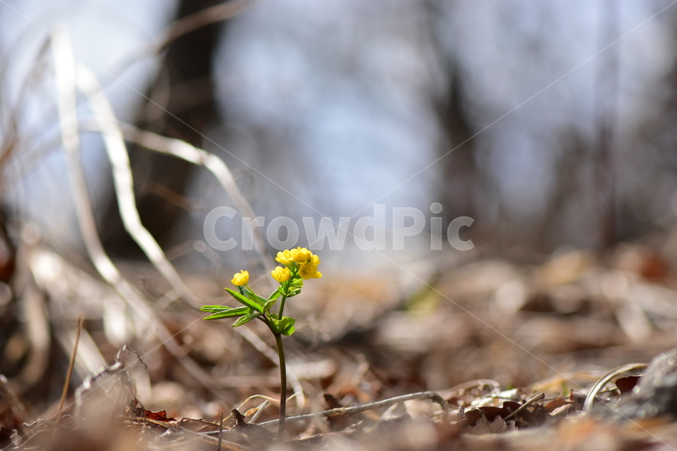 한계령풀,야생화,봄,꽃,풀꽃,자연,식물,식생,plants,nature,spring,season,flower