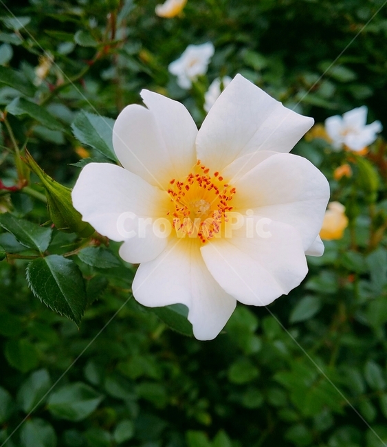 꽃,식물원,flower,bloom,흰꽃