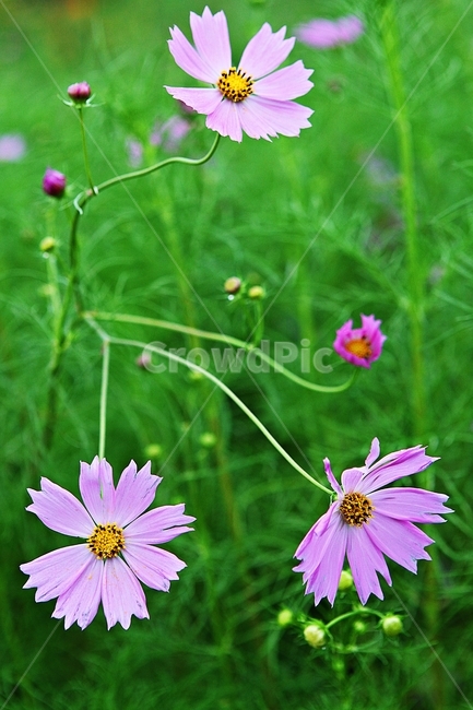 코스모스,꽃,꽃잎,가을,가을꽃,자연,식물,공원