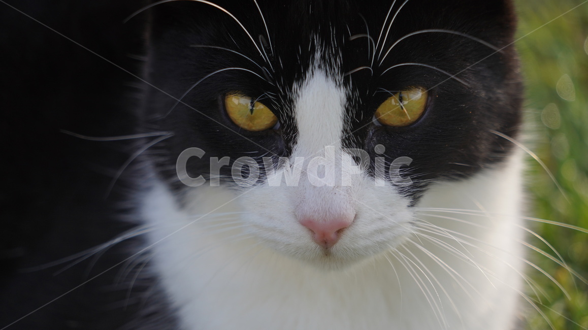고양이,길고양이,고양이얼굴,cat,애완고양이,검정고양이,동물,animal,포유류,mammal,고양이,cat,kitten,kitty