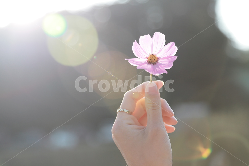 코스모스,여자손,꽃,보케,가을,플레어,빛,가을,계절,fall,autumn,season,꽃,flower,감성,sensible,feeling,휴식,힐링,rest,relaxation,healing,plant,식물