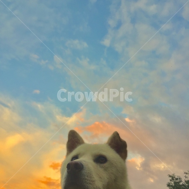 강아지,개,dog,animal,귀여운동물,자연,sky,sunset,하늘,노을,일몰