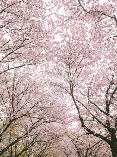 spring,cherry blossom tree,Cherry Blossom,Seokchon Lake,nature