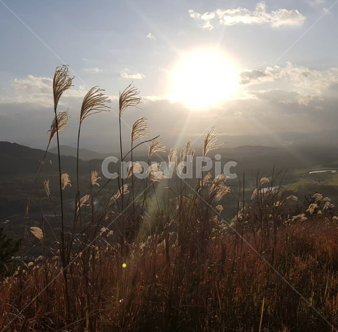 노을,빛,잔디,식물,갈대,갈대밭,플레어,가을,계절,fall,autumn,season