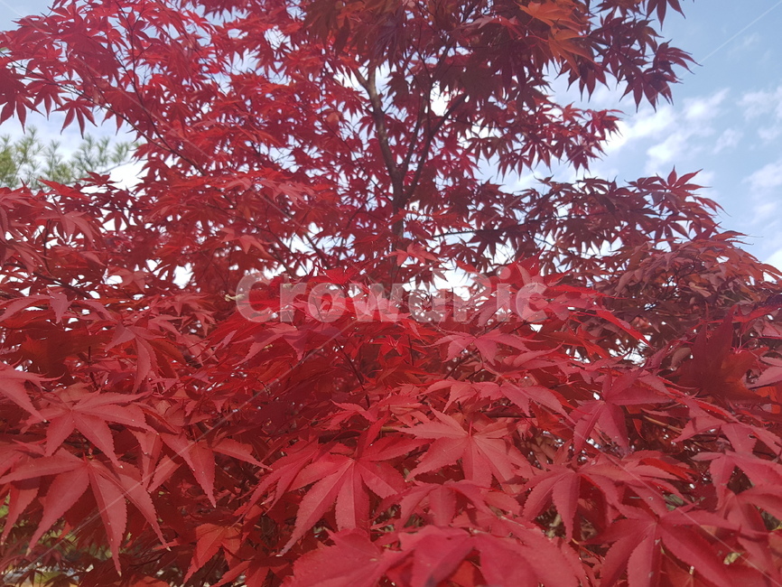 단풍나무,단풍나무잎,붉은단풍,접사,근접촬영
