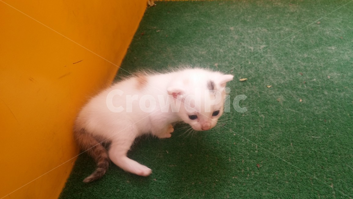 고양이,귀여움,아기,kitte,cute,흰색,길고양이,동물,animal,포유류,mammal,고양이,cat,kitten,kitty