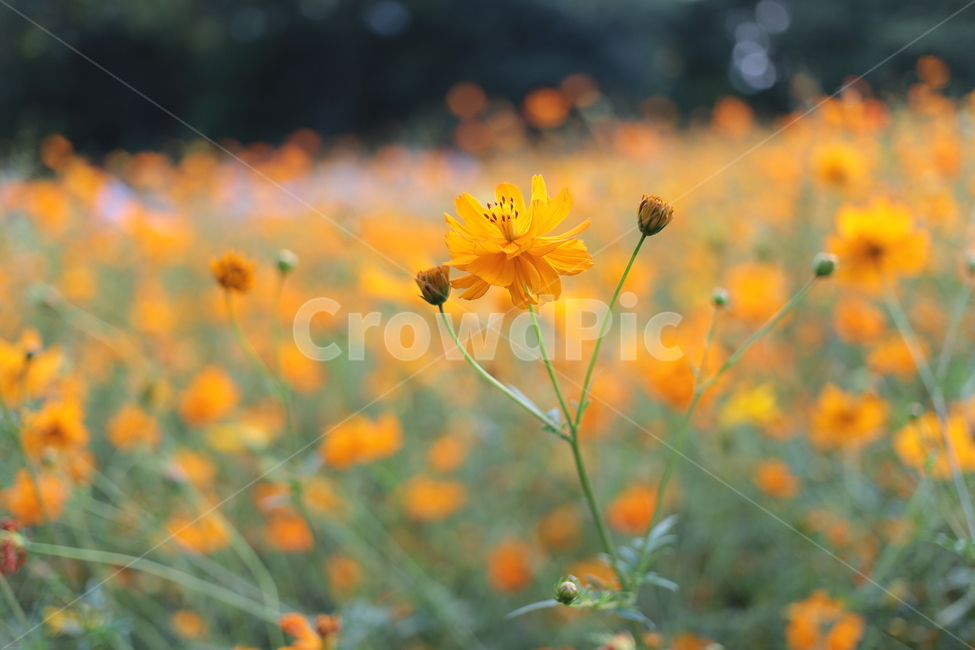 petal,꽃잎,flower,꽃,blossom,식물,plant,spring,봄,anemone,아네모네,식물,자연,plants,nature,꽃,flower