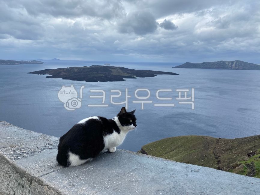 산토리니,그리스,파란지붕,고양이,흐림