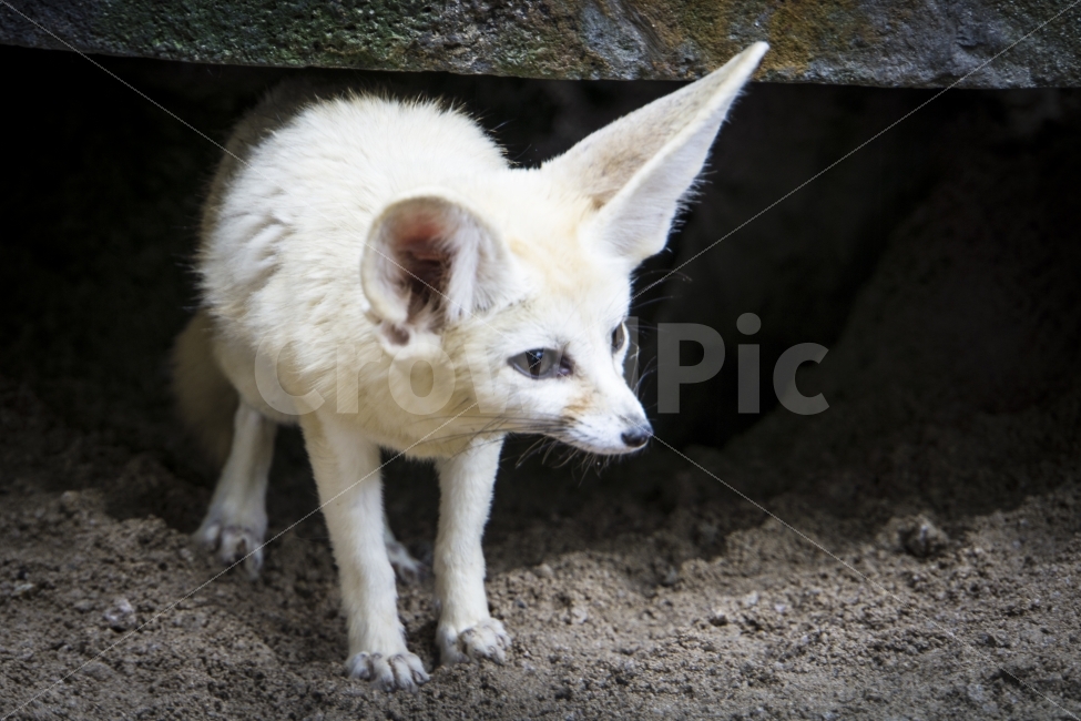동물,비오는날,사막여우,여름,울산,울산대공원,포유류,동물원,mammals,fox,동물,animal,포유류,mammal