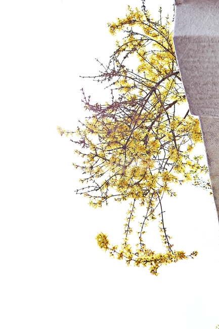 개나리,꽃,개나리꽃,플라워,배경,자연,자연,풍경,nature,landscape,식물,plants,꽃,flower,plant