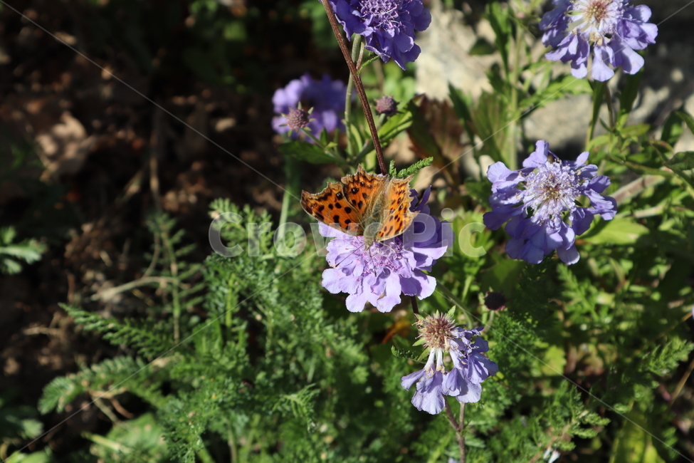 나비,꽃,곤충,자연,표범나비,식물,자연,plants,nature,꽃,flower,동물,animal,곤충,벌레,insect,bug