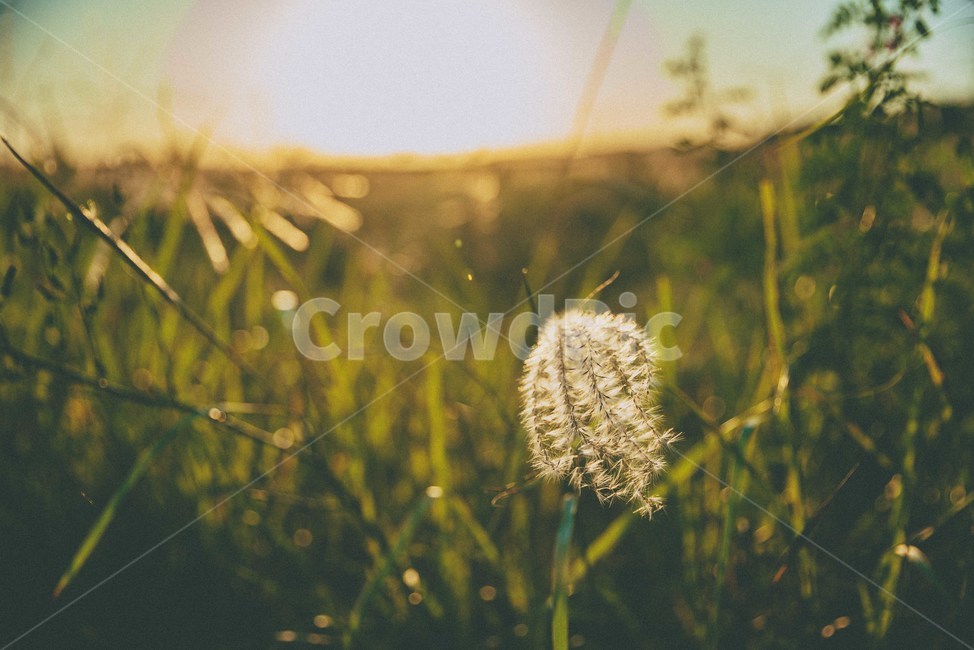 가을,노을,해질녘,자연,감성,sunset,가을,계절,fall,autumn,season,plant,식물