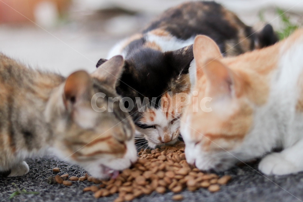 고양이,cat,길고양이,캣맘,사료,치즈,삼색냥이,삼색,동물,animal,포유류,mammal,고양이,cat,kitten,kitty