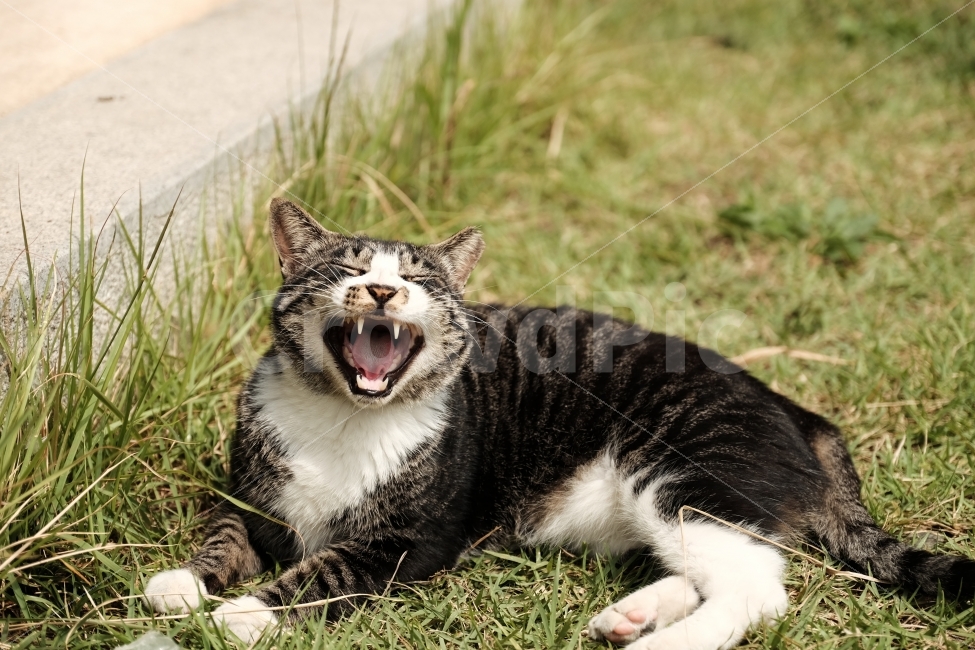 고양이,길고양이,하품,냥이,동물,나른함,동물,animal,포유류,mammal,고양이,cat,kitten,kitty